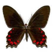 PARIDES MONTEZUMA TULANA